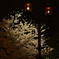夜桜の灯火
