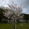 最後の桜