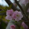 寄り添い合う「桜」