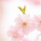 2014桜　第一弾その１