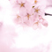 2014桜　第一弾その3