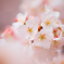 2014桜　第一弾その4