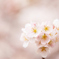 2014桜　第一弾その5