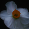 庭に咲いた花２