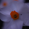 庭に咲いた花３