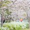 桜その１：名古屋のＫ師匠風（笑）