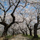 夕月城の桜坂