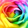 Rainbow Rose