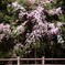 八女の桜