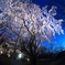 六義園　しだれ桜