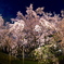 六義園　しだれ桜