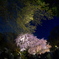 六義園　桜とみどりと夜空