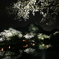 桜花