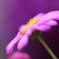 庭の花