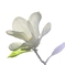 田打ち桜（白）Ⅰ