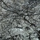 目黒川の桜