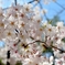 cherry blossoms