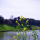 Spring of Tokyo