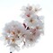 空中に漂う桜塊