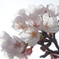 透過的な感じな桜
