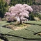川根町　一本桜・・・