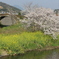 石橋　さくら　菜の花