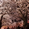 夜桜三月散歩道