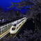 夜桜と白い矢