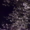 夜桜やゎ～