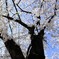 桜空