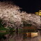 三渓園の夜桜