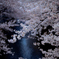 神田川の桜