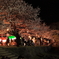 川辺の桜