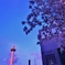 京都　～春の夕暮れ～