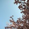 花、咲く。