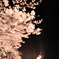 夜桜①