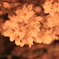 夜桜②