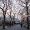 夕暮れ時の祇園白川