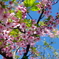 葉桜