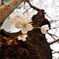 桜（さくら）