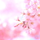 春