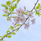 空と桜と葉っぱと