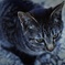 河原の猫