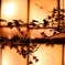 夜桜提灯