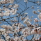 桜どアップ