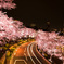 Tokyo Sakura Ⅰ