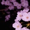 夜桜　その２