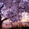 夕桜