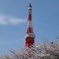 桜と東京タワー