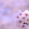 春うららら…。